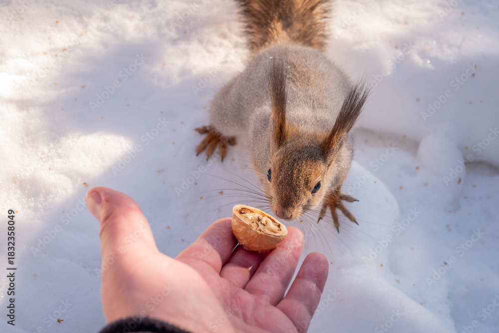 Fototapeta premium Squirrel eats nuts from a man's hand. Caring for animals in winter or autumn.