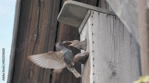 Wild Starling Feeding Its Young in a Natural Nest