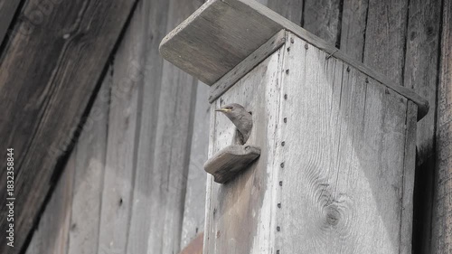 Hungry Baby Bird Chirping for Food in the Nest