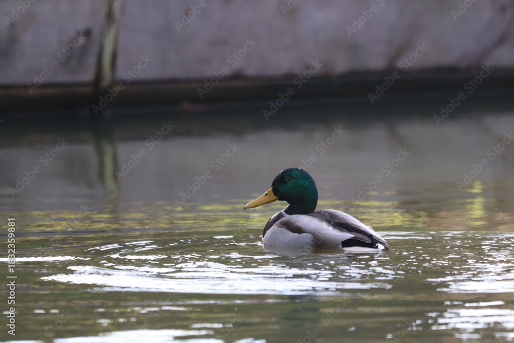 Obraz premium Pair of Wild Mallard Ducks Swimming in Calm Pond: Male and Female Anas platyrhynchos Waterfowl Together. Romantic Nature Scene in Autumn Environment