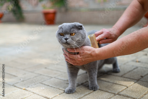 Scottish fold grey cat outside receives gentle grooming from a caring woman owner, highlighting simple pet care, calm bonding moments, natural surroundings, soft fur maintenance, and everyday attentio