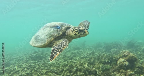Sea turtle swimming in the waters of Mauritius near Pereybere beach in the north of Mauritius