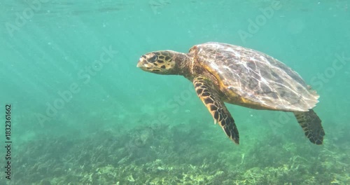 Sea turtle swimming in the waters of Mauritius near Pereybere beach in the north of Mauritius
