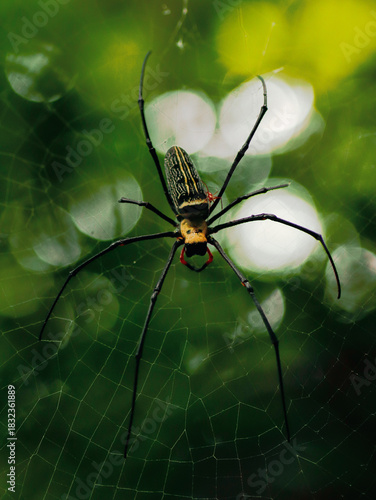 фотографія spider tarantula in jungle thailand wild nature