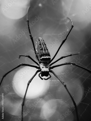 spider tarantula in jungle thailand wild nature