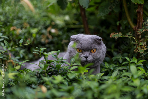 Photography Scottish fold grey cat outside in summer garden hiding among green grass appears