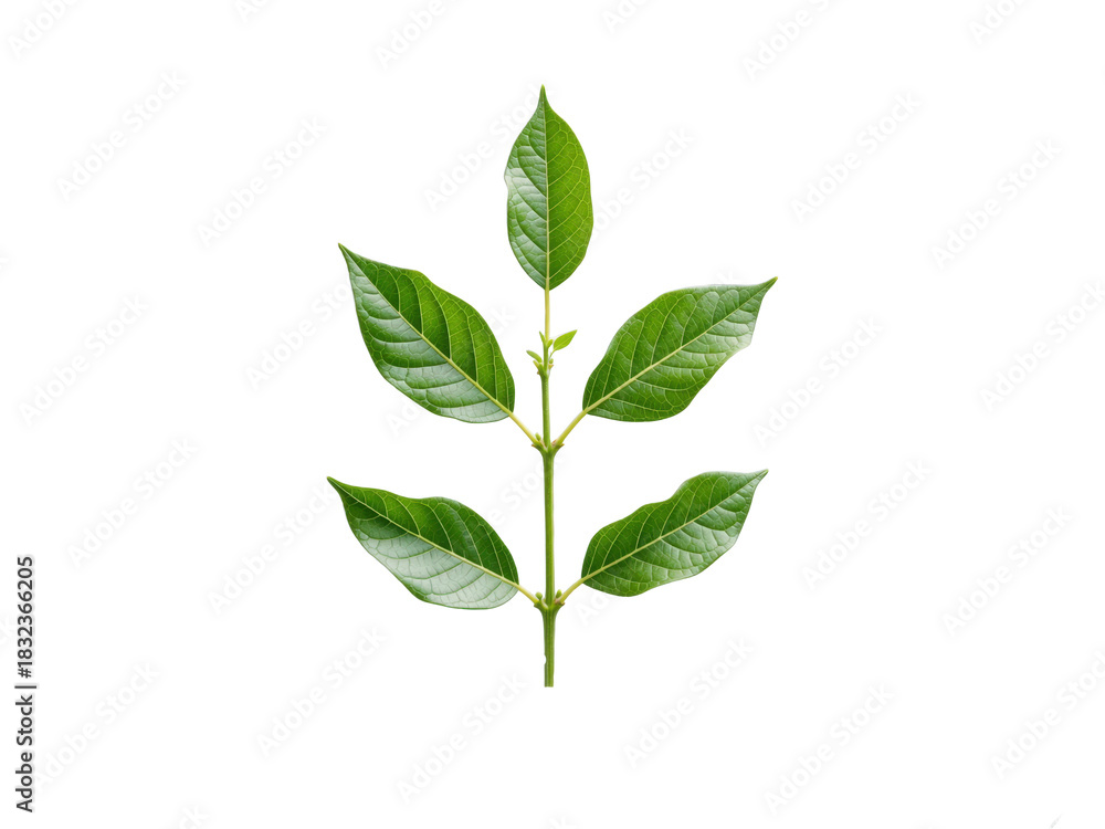 Obraz premium Green plant sprig with fresh leaves growing on transparent background