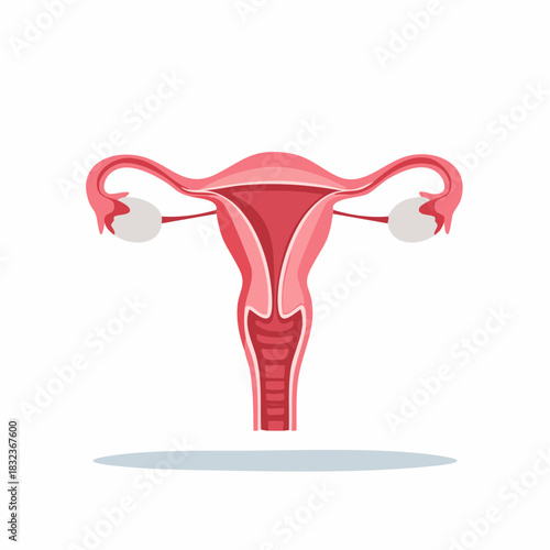 Female Reproductive System Illustration with Uterus and Ovaries