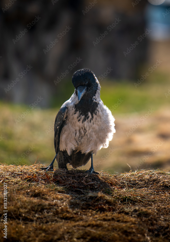 Obraz premium A bird with a black beak stands on a grassy hill