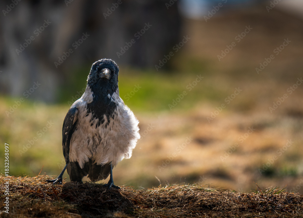 Naklejka premium A bird with a black beak stands on a grassy hillside
