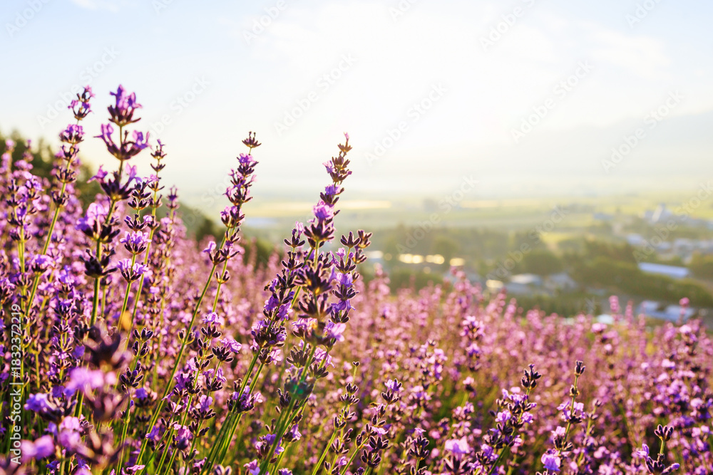 Naklejka premium 早朝のラベンダー畑