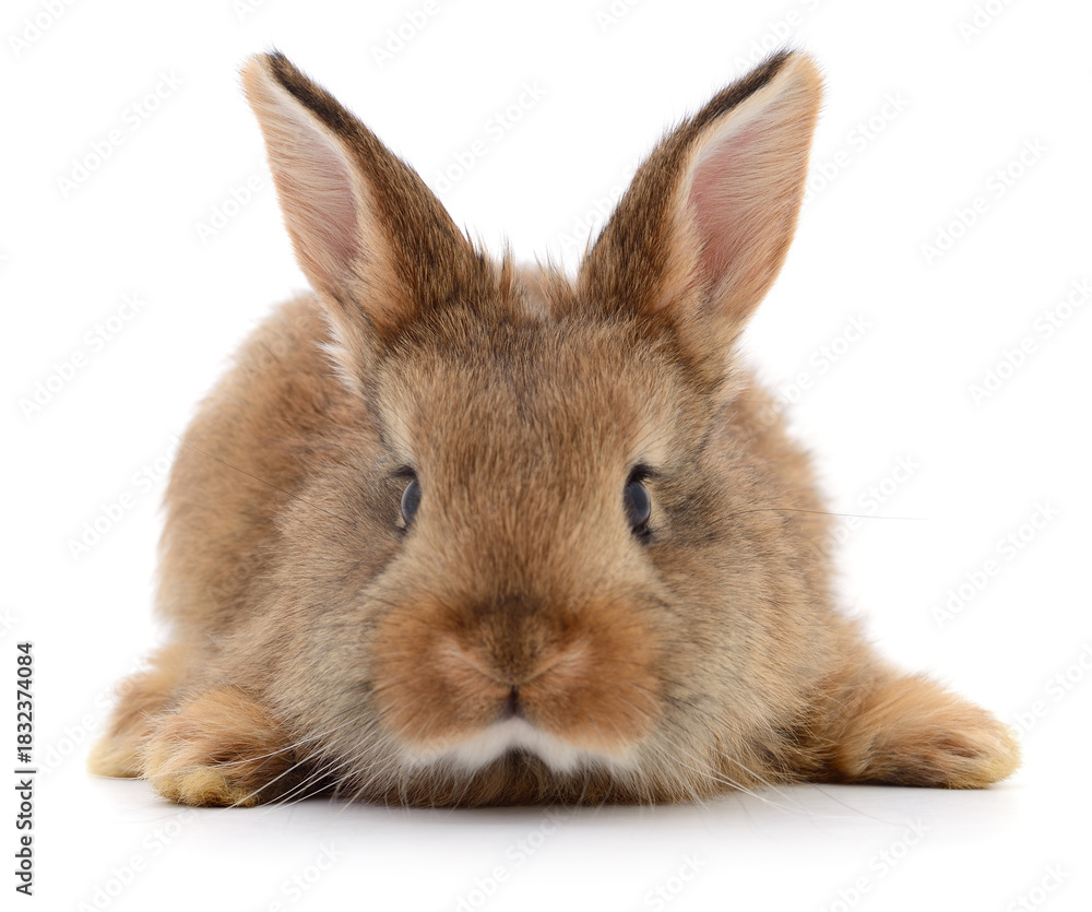 Obraz premium Brown rabbit isolated on white close-up