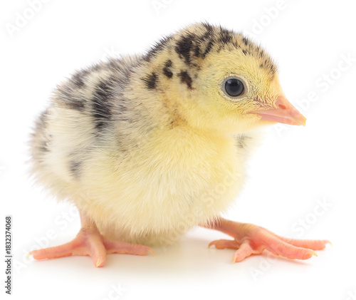 Turkey poult isolated on white background close-up