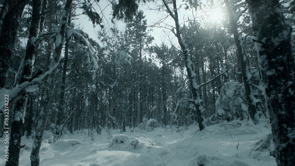 Fototapeta premium Bright Sunlight Through Snow-Covered Winter Forest Landscape
