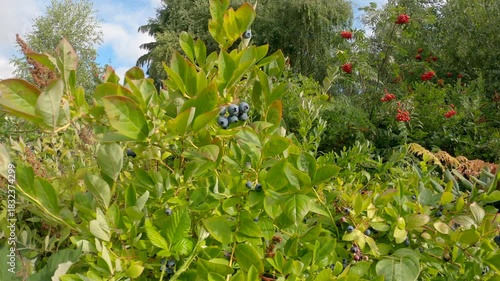 Ripe Blueberries on the Bush 4K UHD.Blueberries ripening on a large blueberry bush. 4K. UHD.
