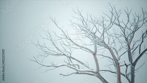 Wallpaper Mural Snow Covered Bare Branches of Winter Trees Against a Pale Sky Torontodigital.ca