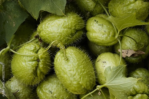Prickly gourd. Green vegetables with protective spines among the leaves and tendrils of the vine. Healthy eating, agricultural products, botany, organic products, ecology, and tropical crops.