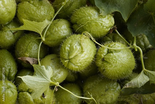 Prickly gourd. Green vegetables with protective spines among the leaves and tendrils of the vine. Healthy eating, agricultural products, botany, organic products, ecology, and tropical crops.