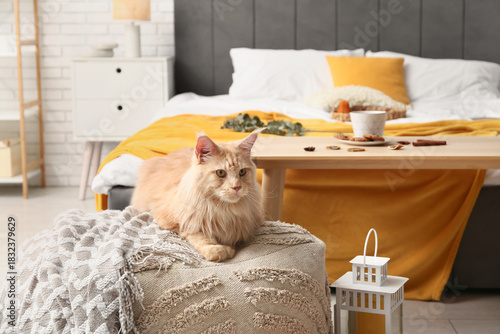 Maine Coon cat lying on pou...