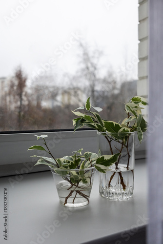 Branches of variegated plant in glass jars on windowsill. Propagation of Ficus Benjamin by cuttings. Houseplant care concept. Selective focus, copy space