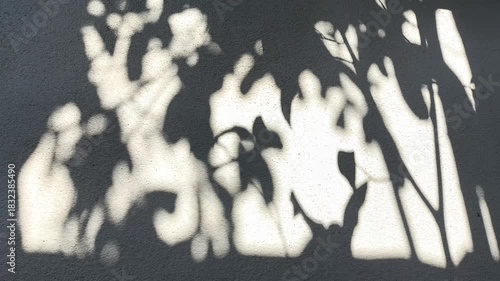 Leaves shadow on the wall, outdoor Chiangmai Thailand	