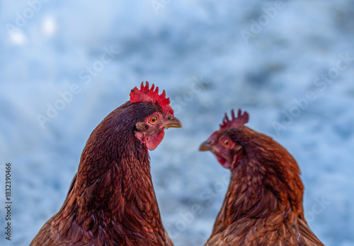Chicken Conversations