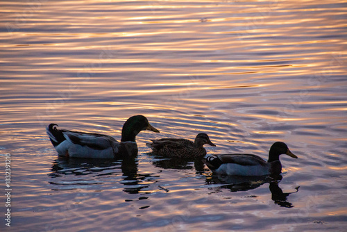 Ducks at Sunset