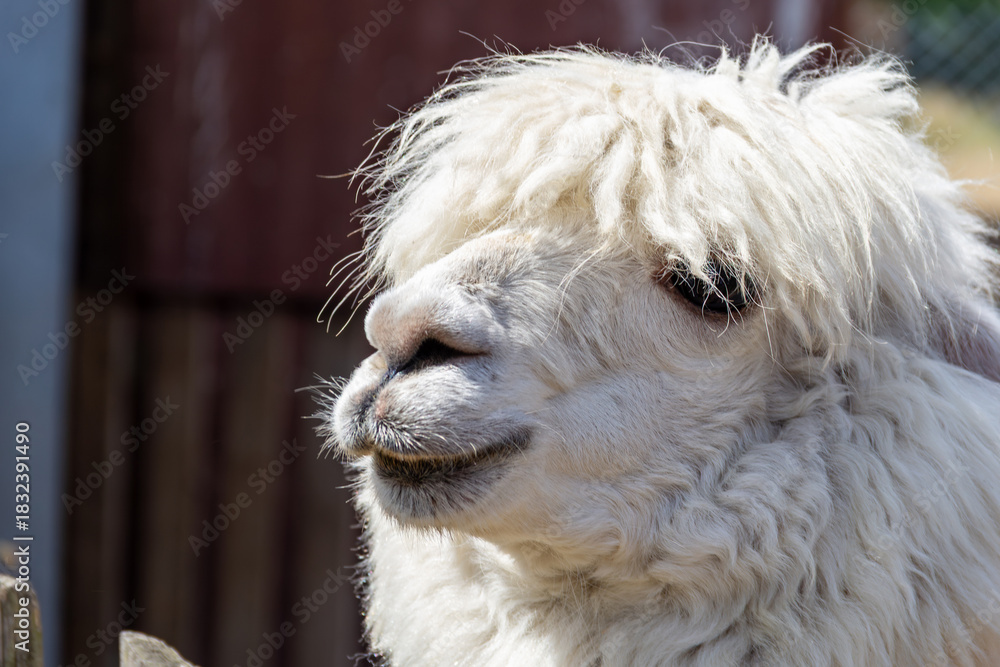 Fototapeta premium Curious white alpaca near wooden fence in sunny farm setting
