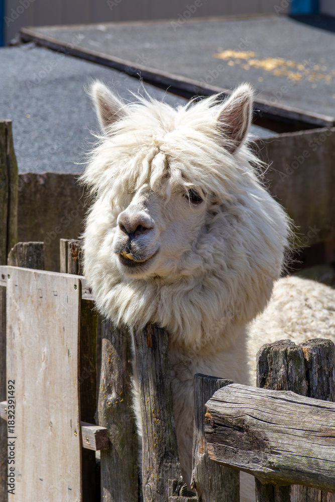 Obraz premium Llama with fluffy white fur enjoying the sun at a farm on a beautiful afternoon