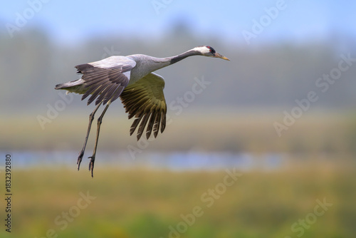 grauer kranich grus grey crane