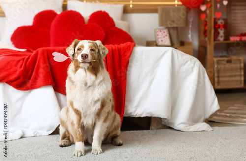 Cute Australian shepherd do...