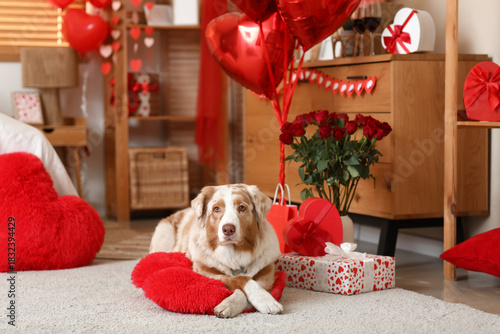 Cute Australian shepherd do...