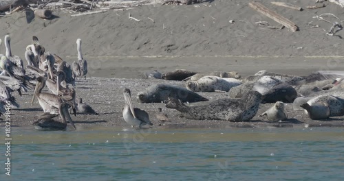 Brown Pelicans and Harbor Seals Co-exist on the Jenner, California Coastline