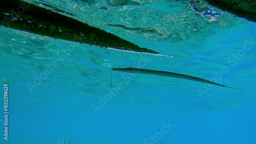 Bluespotted Cornetfish or Smooth Flutemouth, Fistularia commersonii with fractured mouth swims in turquoise water below the surface hiding under a boat.