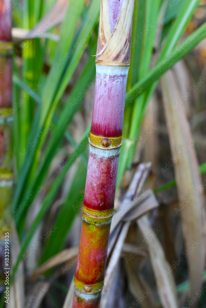 Fototapeta premium Sugarcane stalks growing in the field.