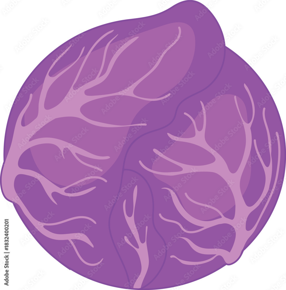 Obraz premium Head of red cabbage isolated on white background 