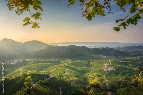 Prosecco Hills Vineyards Framed by Lush Grape Leaves, Valdobbiadene, Italy