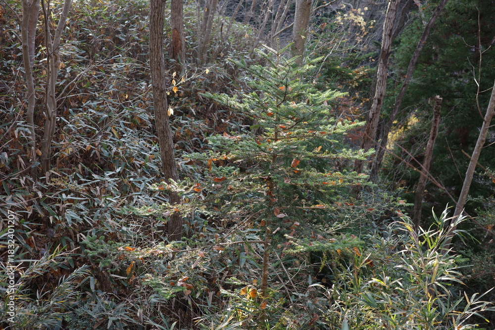 Fototapeta premium 晩秋、紅葉した木々が揺れる雑木林