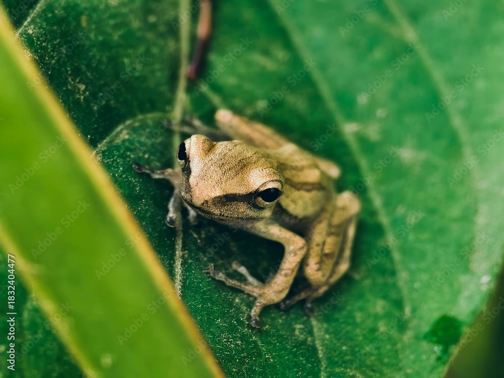 Obraz premium a cream colored frog perched on a leaf