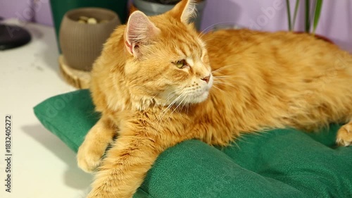 Adorable bright orange maine coon young cat lying on the green pillow on the kitchen table indoors near the flowers in pots and looking curious eyes with copy space background. Fun pet portrait