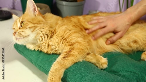 Woman hand stroking, scratching maine coon orange cat on its head with love in home interior. Fun cat relaxing with enjoying eyes lying on green pillow. Expression closeup warm domestic video
