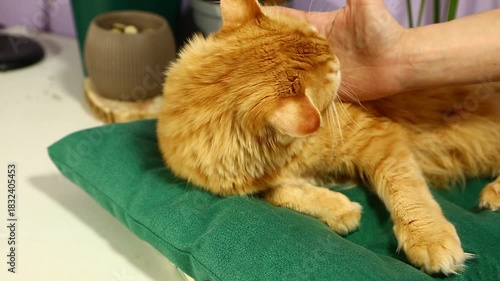Woman hand stroking, scratching maine coon orange cat on its head with love in home interior. Fun cat relaxing with enjoying eyes lying on green pillow. Expression closeup warm domestic video