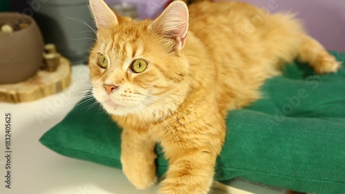 Adorable bright orange maine coon young cat lying on the green pillow on the kitchen table indoors near the flowers in pots and looking curious eyes with copy space background. Fun pet portrait
