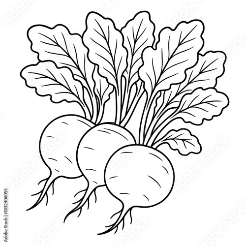 Radishes line art: Illustration depicts three radishes with their roots and green leaves, conveying the freshness and simplicity of a healthy food.