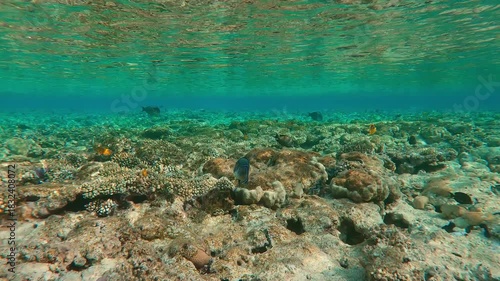 Wallpaper Mural Tropical fish feeding on the flat-top of a shallow coral reef. Marine life on the top of an inner reef during a calm time, sunny day Torontodigital.ca