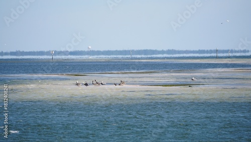 The distance view of pelicans and seagulls gather on tidal flats in shallow coastal waters, highlighting rich intertidal habitat and bird activity near St Petersburg, Florida, U.S