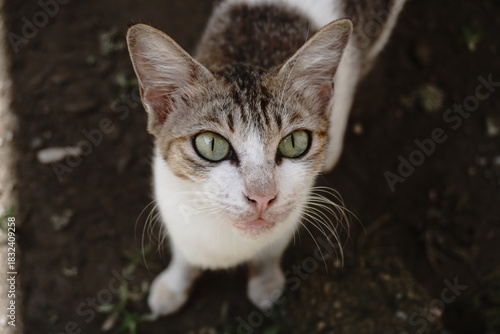 Wallpaper Mural A cute cat is showing off a very unique pose Torontodigital.ca