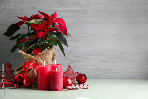 Beautiful Christmas plant p...