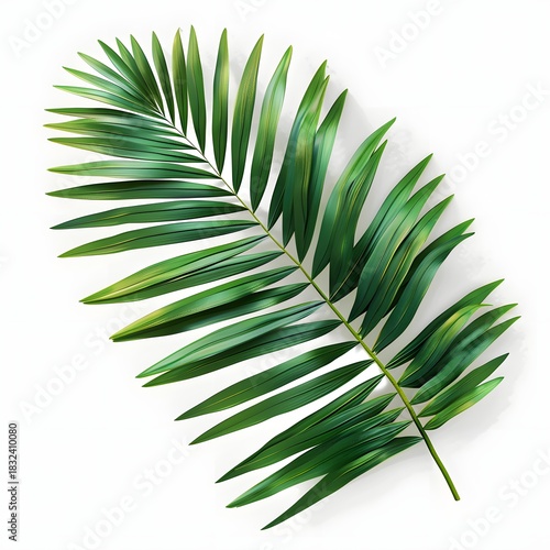 Green Palm Frond on Image White Background leaf green leaf