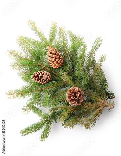 Fir branches with pine cone...